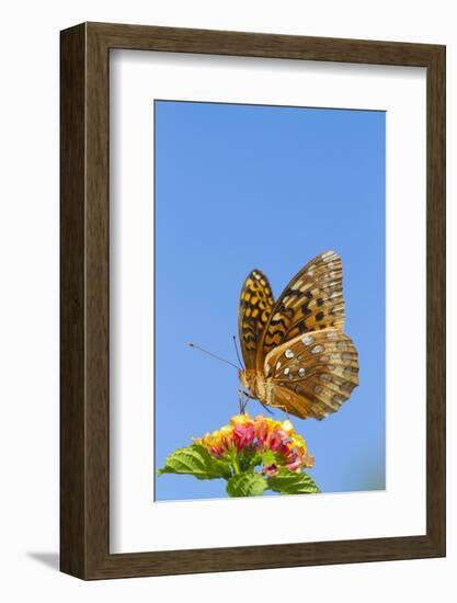 Great Spangled Fritillary Butterfly-Lynn M^ Stone-Framed Photographic Print