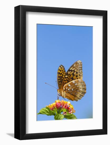 Great Spangled Fritillary Butterfly-Lynn M^ Stone-Framed Photographic Print