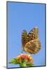 Great Spangled Fritillary Butterfly-Lynn M^ Stone-Mounted Photographic Print