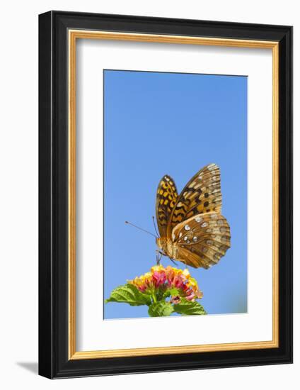 Great Spangled Fritillary Butterfly-Lynn M^ Stone-Framed Photographic Print