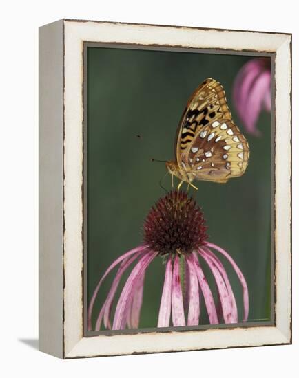 Great Spangled Fritillary on Pale Purple Coneflower-Adam Jones-Framed Premier Image Canvas