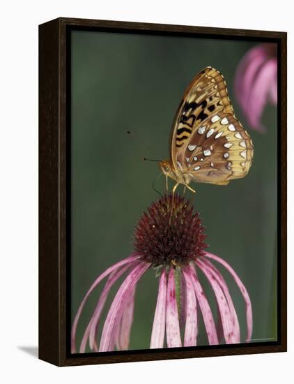 Great Spangled Fritillary on Pale Purple Coneflower-Adam Jones-Framed Premier Image Canvas