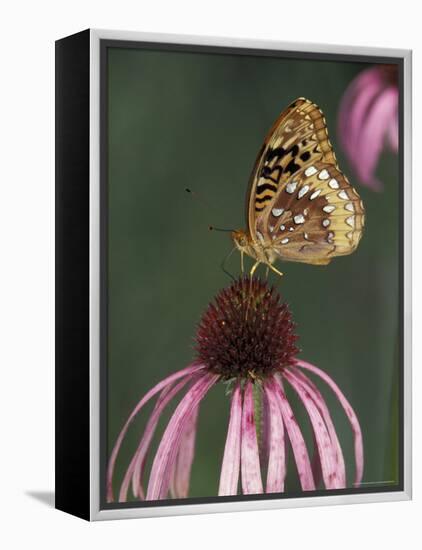 Great Spangled Fritillary on Pale Purple Coneflower-Adam Jones-Framed Premier Image Canvas