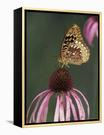 Great Spangled Fritillary on Pale Purple Coneflower-Adam Jones-Framed Premier Image Canvas