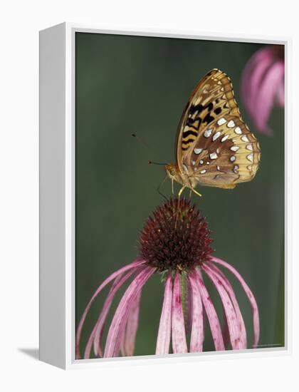 Great Spangled Fritillary on Pale Purple Coneflower-Adam Jones-Framed Premier Image Canvas