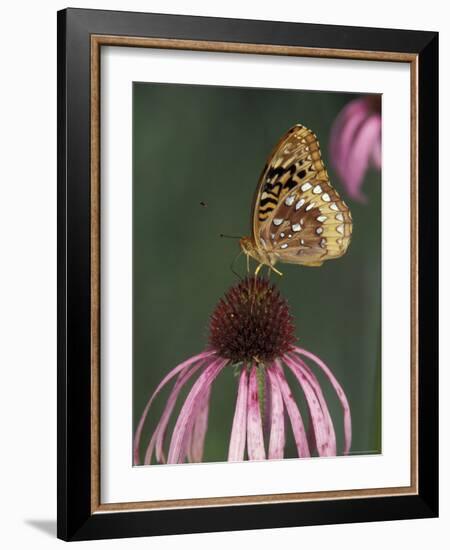 Great Spangled Fritillary on Pale Purple Coneflower-Adam Jones-Framed Photographic Print