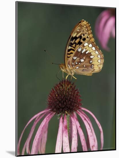 Great Spangled Fritillary on Pale Purple Coneflower-Adam Jones-Mounted Photographic Print