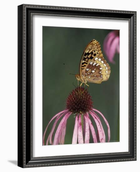 Great Spangled Fritillary on Pale Purple Coneflower-Adam Jones-Framed Photographic Print