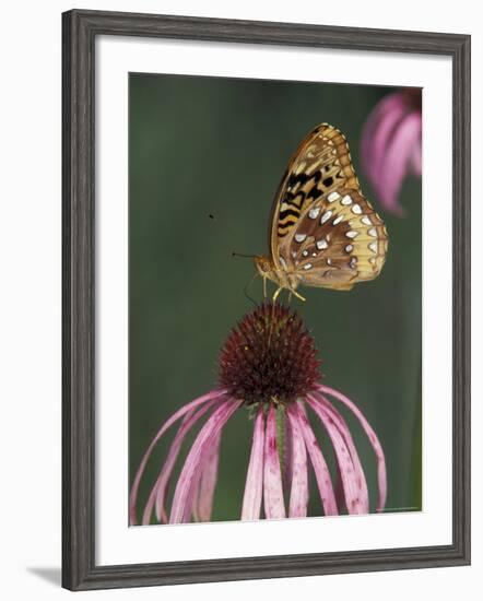 Great Spangled Fritillary on Pale Purple Coneflower-Adam Jones-Framed Photographic Print