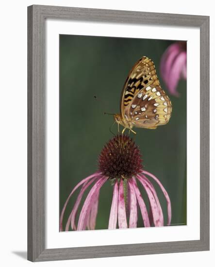 Great Spangled Fritillary on Pale Purple Coneflower-Adam Jones-Framed Photographic Print