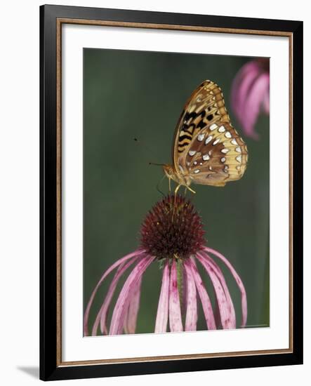 Great Spangled Fritillary on Pale Purple Coneflower-Adam Jones-Framed Photographic Print