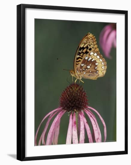 Great Spangled Fritillary on Pale Purple Coneflower-Adam Jones-Framed Photographic Print