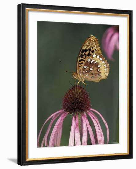 Great Spangled Fritillary on Pale Purple Coneflower-Adam Jones-Framed Photographic Print