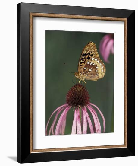 Great Spangled Fritillary on Pale Purple Coneflower-Adam Jones-Framed Photographic Print