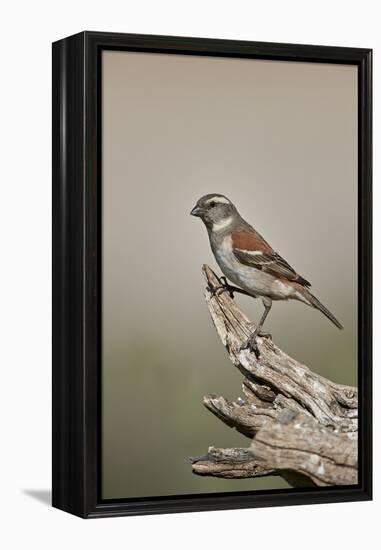 Great sparrow (Passer motitensis), female, Kgalagadi Transfrontier Park, South Africa, Africa-James Hager-Framed Premier Image Canvas