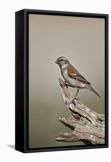 Great sparrow (Passer motitensis), female, Kgalagadi Transfrontier Park, South Africa, Africa-James Hager-Framed Premier Image Canvas