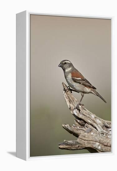 Great sparrow (Passer motitensis), female, Kgalagadi Transfrontier Park, South Africa, Africa-James Hager-Framed Premier Image Canvas