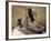 Great Sphinx of Tanis, Pink Granite-null-Framed Giclee Print