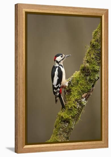 Great Spotted Woodpecker (Dendrocopos Major). Scotland, UK, February-Mark Hamblin-Framed Premier Image Canvas