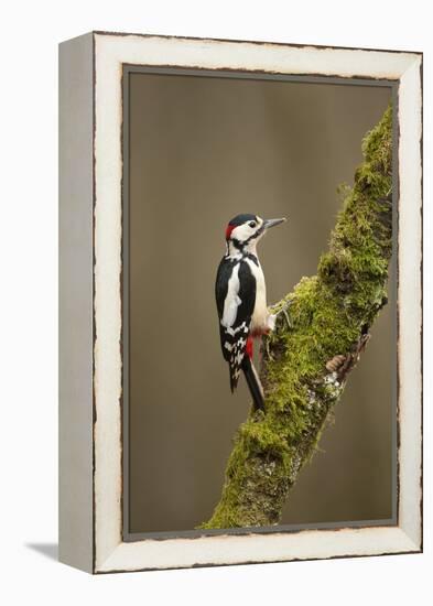 Great Spotted Woodpecker (Dendrocopos Major). Scotland, UK, February-Mark Hamblin-Framed Premier Image Canvas