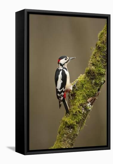 Great Spotted Woodpecker (Dendrocopos Major). Scotland, UK, February-Mark Hamblin-Framed Premier Image Canvas