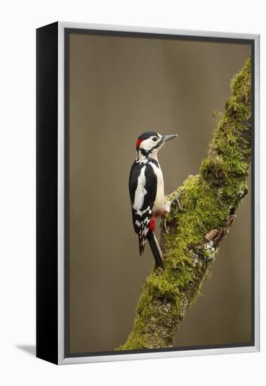 Great Spotted Woodpecker (Dendrocopos Major). Scotland, UK, February-Mark Hamblin-Framed Premier Image Canvas