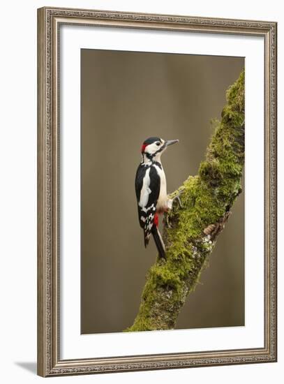 Great Spotted Woodpecker (Dendrocopos Major). Scotland, UK, February-Mark Hamblin-Framed Photographic Print