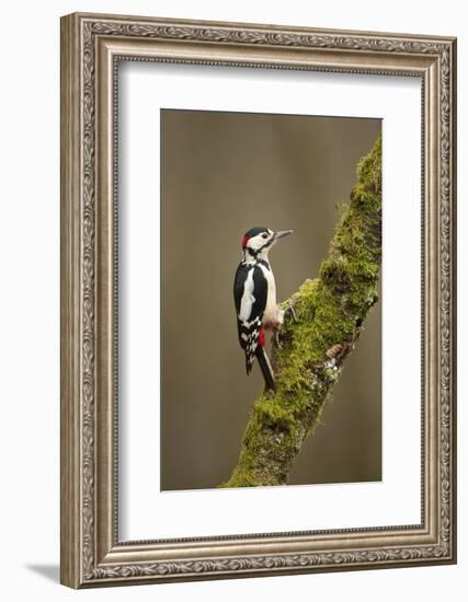 Great Spotted Woodpecker (Dendrocopos Major). Scotland, UK, February-Mark Hamblin-Framed Photographic Print