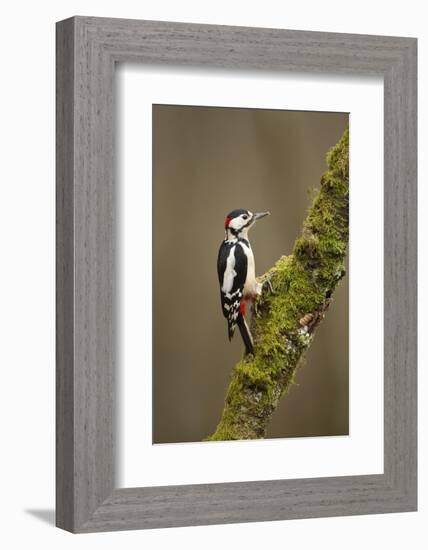 Great Spotted Woodpecker (Dendrocopos Major). Scotland, UK, February-Mark Hamblin-Framed Photographic Print