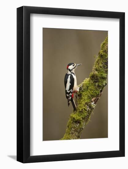 Great Spotted Woodpecker (Dendrocopos Major). Scotland, UK, February-Mark Hamblin-Framed Photographic Print