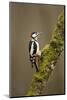 Great Spotted Woodpecker (Dendrocopos Major). Scotland, UK, February-Mark Hamblin-Mounted Photographic Print