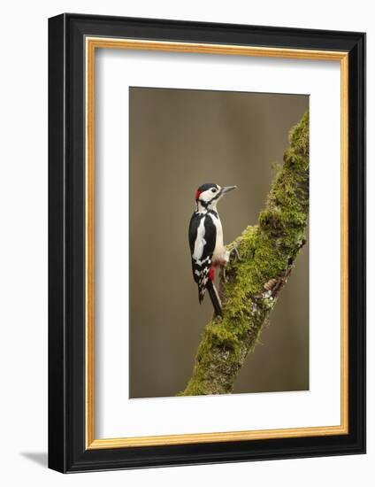 Great Spotted Woodpecker (Dendrocopos Major). Scotland, UK, February-Mark Hamblin-Framed Photographic Print