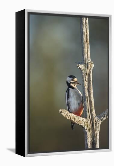 Great spotted woodpecker (Dendrocopos major), Sweden, Scandinavia, Europe-Janette Hill-Framed Premier Image Canvas