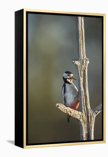 Great spotted woodpecker (Dendrocopos major), Sweden, Scandinavia, Europe-Janette Hill-Framed Premier Image Canvas