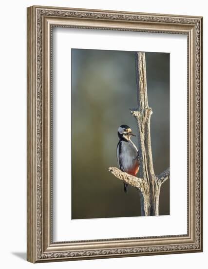 Great spotted woodpecker (Dendrocopos major), Sweden, Scandinavia, Europe-Janette Hill-Framed Photographic Print