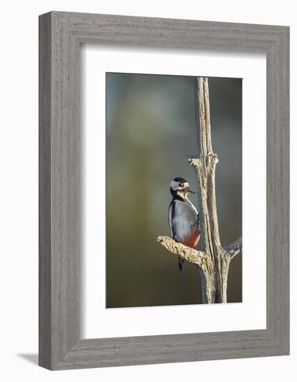Great spotted woodpecker (Dendrocopos major), Sweden, Scandinavia, Europe-Janette Hill-Framed Photographic Print