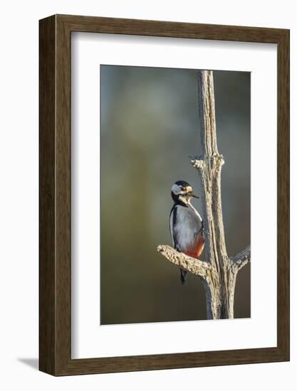 Great spotted woodpecker (Dendrocopos major), Sweden, Scandinavia, Europe-Janette Hill-Framed Photographic Print