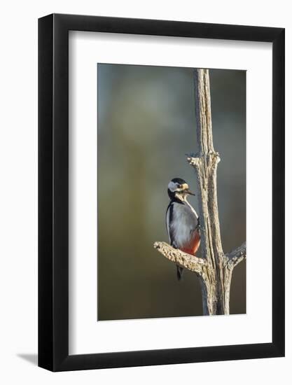 Great spotted woodpecker (Dendrocopos major), Sweden, Scandinavia, Europe-Janette Hill-Framed Photographic Print