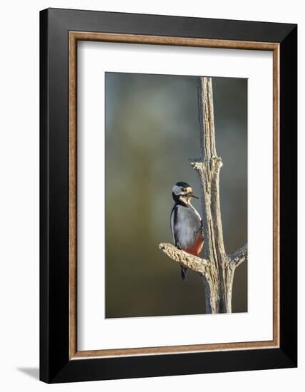 Great spotted woodpecker (Dendrocopos major), Sweden, Scandinavia, Europe-Janette Hill-Framed Photographic Print