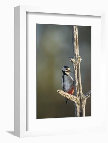 Great spotted woodpecker (Dendrocopos major), Sweden, Scandinavia, Europe-Janette Hill-Framed Photographic Print