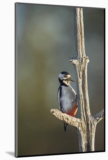 Great spotted woodpecker (Dendrocopos major), Sweden, Scandinavia, Europe-Janette Hill-Mounted Photographic Print