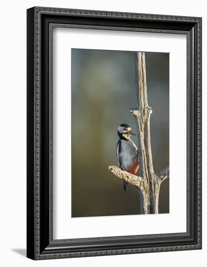 Great spotted woodpecker (Dendrocopos major), Sweden, Scandinavia, Europe-Janette Hill-Framed Photographic Print