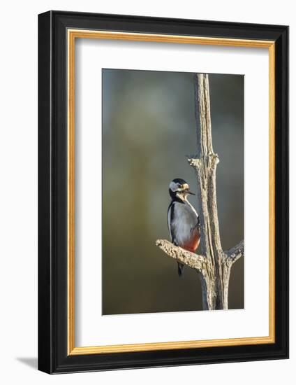 Great spotted woodpecker (Dendrocopos major), Sweden, Scandinavia, Europe-Janette Hill-Framed Photographic Print