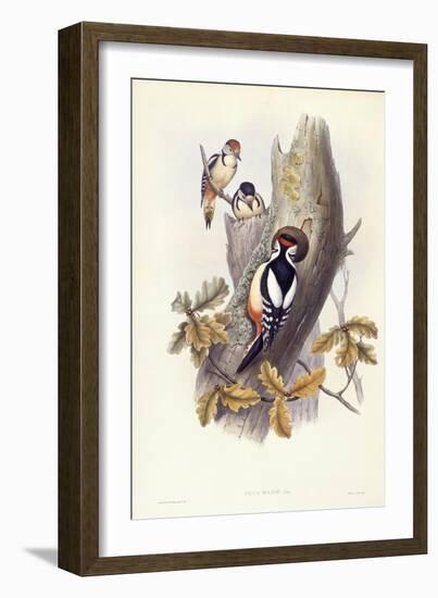 Great Spotted Woodpecker (Dendrocopos Major)-John Gould-Framed Giclee Print