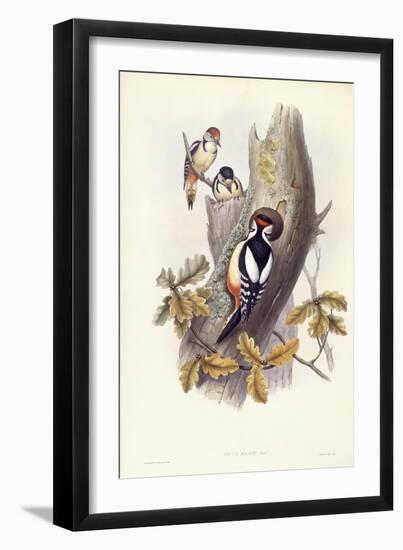 Great Spotted Woodpecker (Dendrocopos Major)-John Gould-Framed Giclee Print