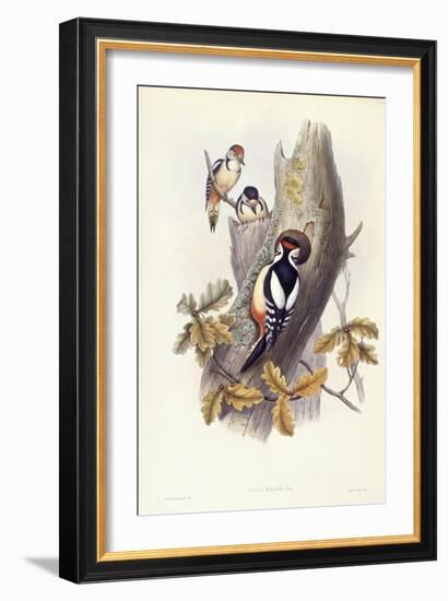 Great Spotted Woodpecker (Dendrocopos Major)-John Gould-Framed Giclee Print