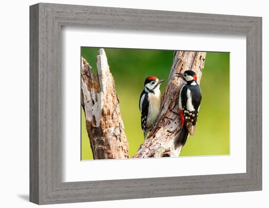 Great spotted woodpecker feeding juvenile, Germany-Hermann Brehm-Framed Photographic Print