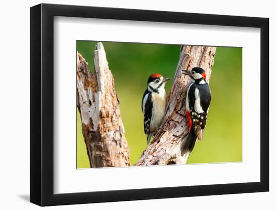 Great spotted woodpecker feeding juvenile, Germany-Hermann Brehm-Framed Photographic Print