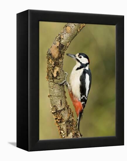 Great Spotted Woodpecker Male on Branch, Hertfordshire, UK, England, February-Andy Sands-Framed Premier Image Canvas