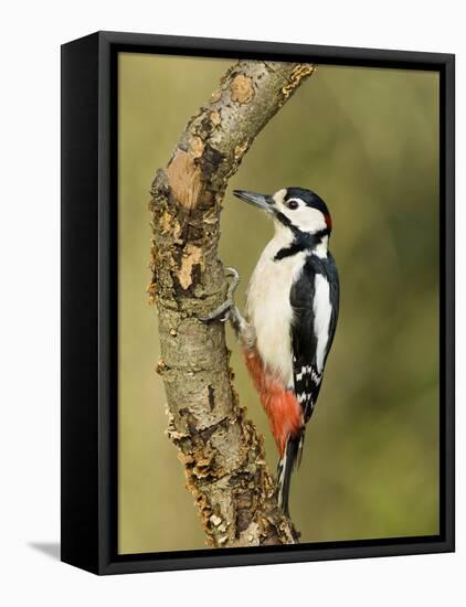 Great Spotted Woodpecker Male on Branch, Hertfordshire, UK, England, February-Andy Sands-Framed Premier Image Canvas